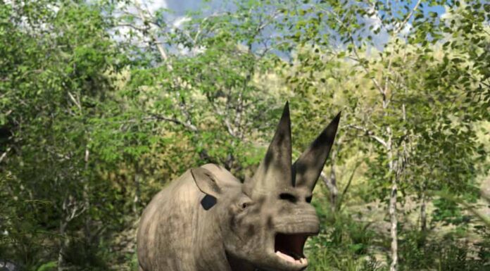 Arsinoiterio nella giungla