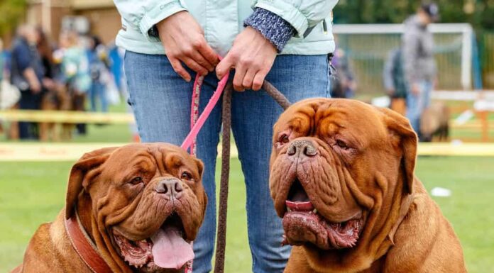 Una coppia di Dogue de Bordeaux con il loro proprietario. 