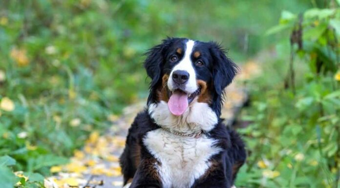 miglior cane di grossa taglia - Bovaro Bernese