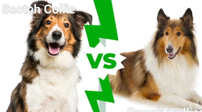 Collie scozzese contro Collie a pelo lungo