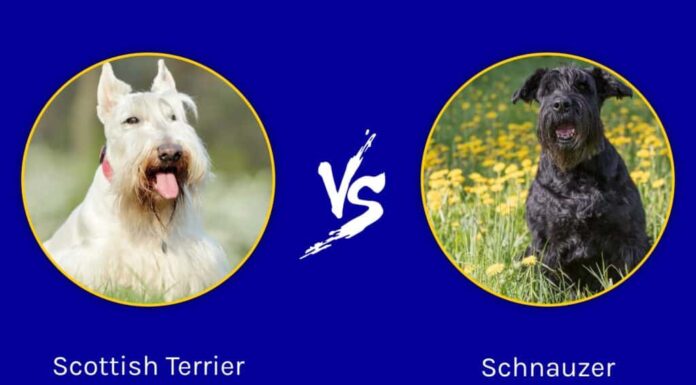 Scottish Terrier e Schnauzer: quali sono le differenze?
