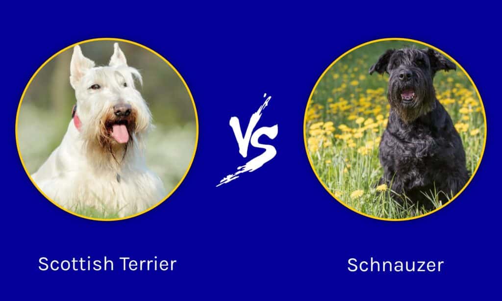 Scottish Terrier e Schnauzer: quali sono le differenze?