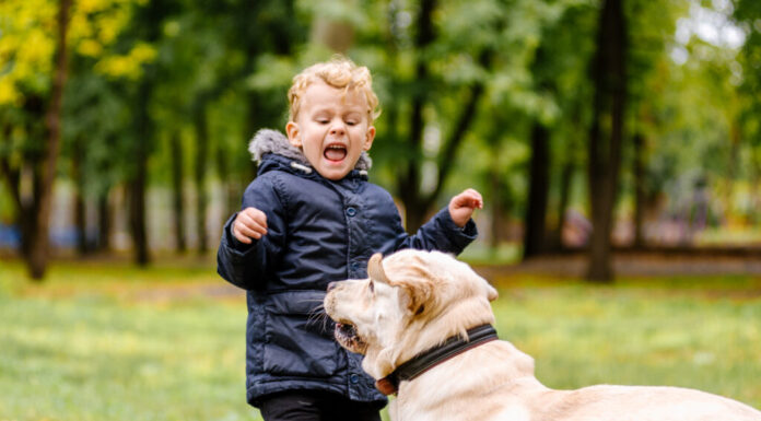 il bambino ha paura del cane. Un grosso cane spaventa un bambino al parco