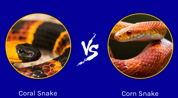 Serpente corallo e serpente del grano: qual è la differenza?

