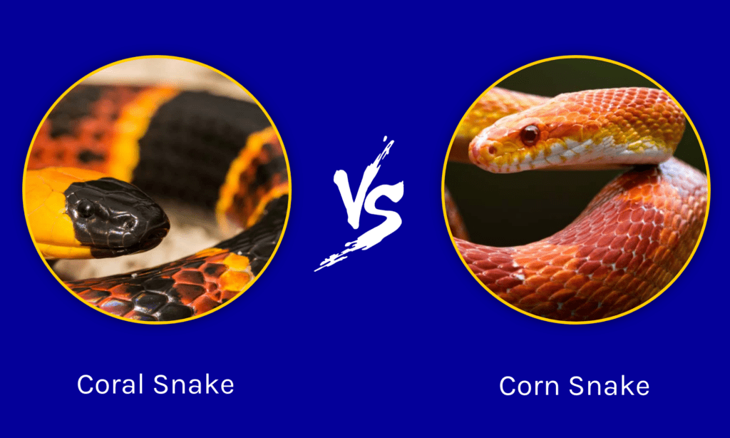 Serpente corallo e serpente del grano: qual è la differenza?
