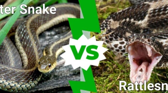 serpente giarrettiera contro serpente a sonagli