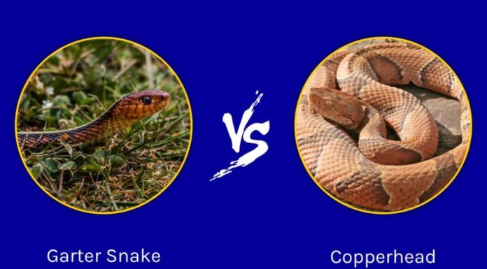 Serpente giarrettiera e testa di rame: in cosa differiscono?
