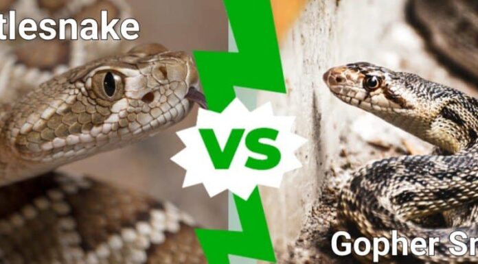 Serpente a sonagli contro serpente gopher