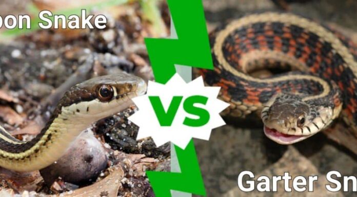 Serpente a nastro contro serpente giarrettiera