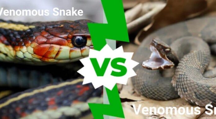 Serpenti velenosi contro serpenti non velenosi