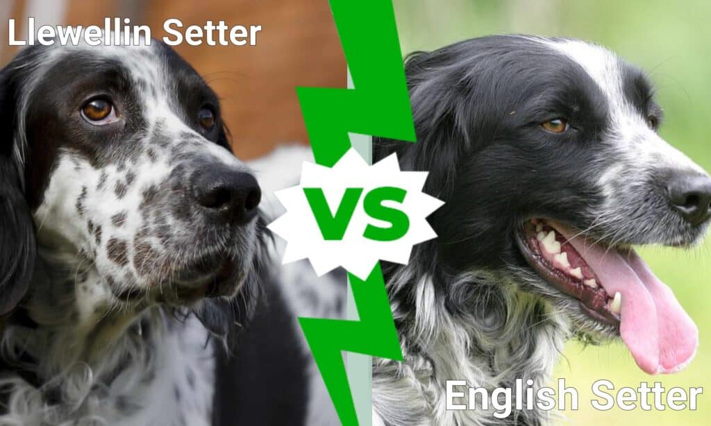 Setter Llewellin contro Setter Inglese