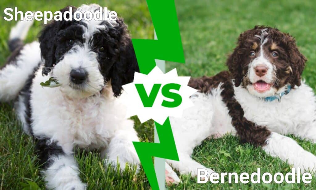 Sheepadoodle contro Bernedoodle