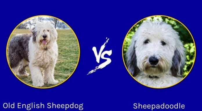 Sheepdog inglese antico e Sheepadoodle: quali sono le differenze?
