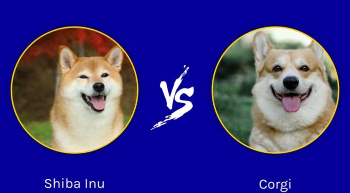 Shiba Inu contro Corgi