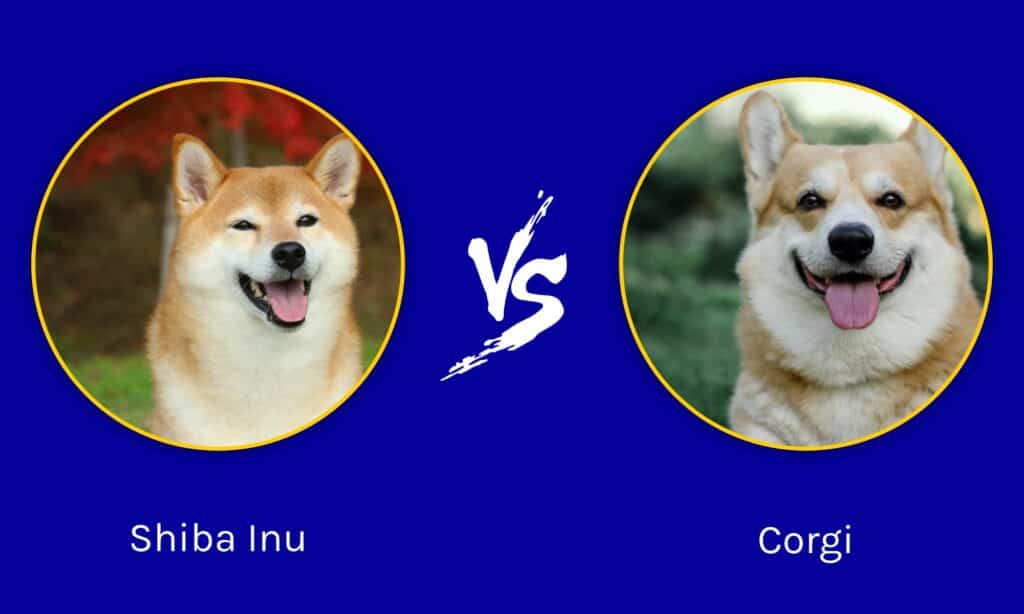 Shiba Inu contro Corgi