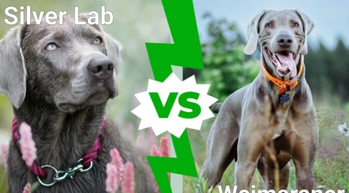 Labrador argento contro Weimaraner