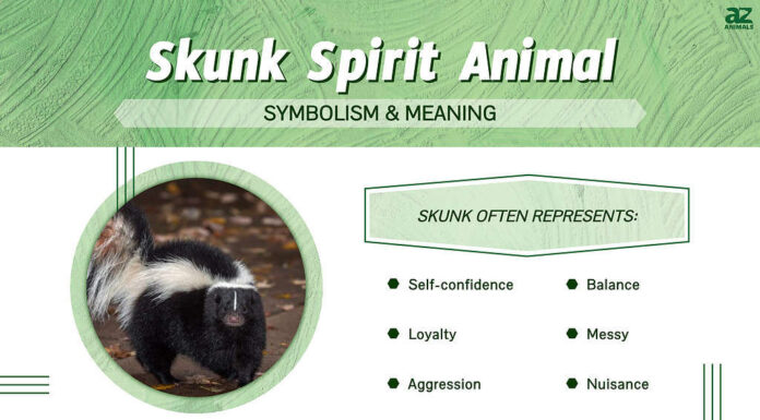 Infografica sullo spirito animale della puzzola