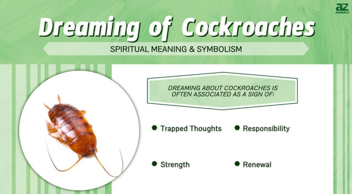Sognare scarafaggi: scopri il significato spirituale e l'interpretazione
