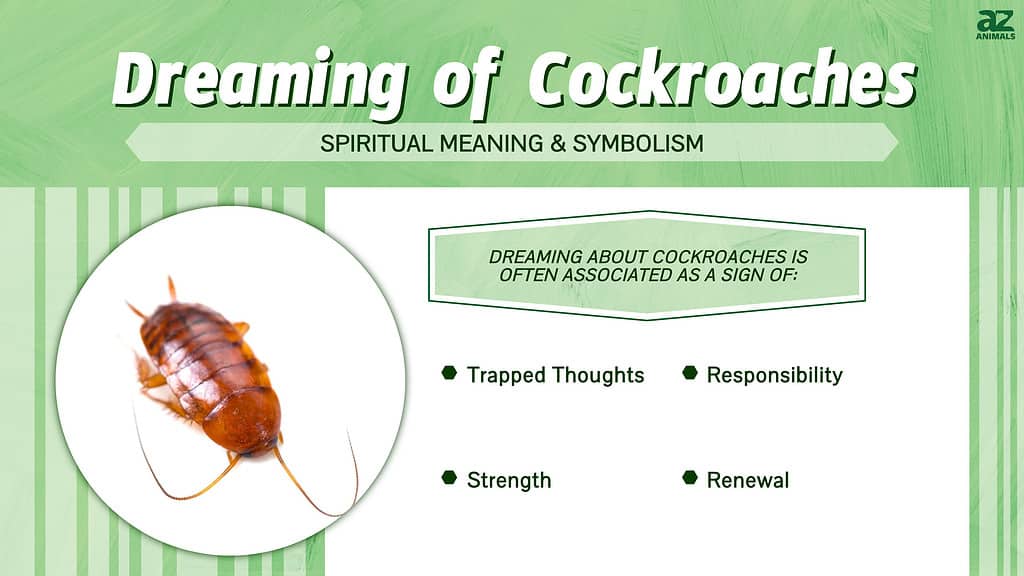 Sognare scarafaggi: scopri il significato spirituale e l'interpretazione