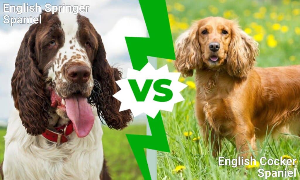 Springer Spaniel Inglese contro Cocker Spaniel Inglese