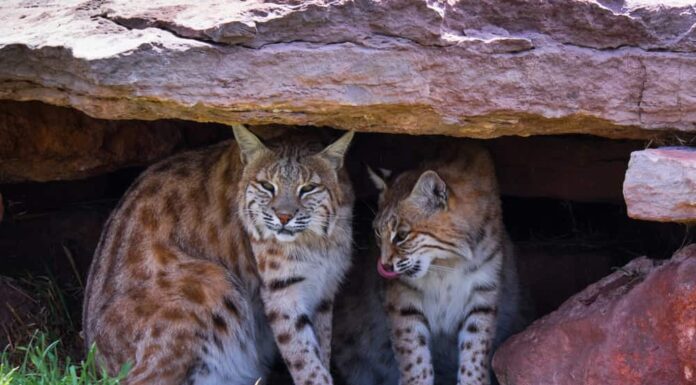 Coppia di linci rosse nella loro tana