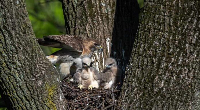 Una poiana femmina nel suo nido con i nidiacei.