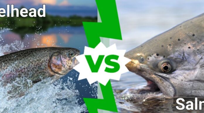 Trota iridea contro salmone