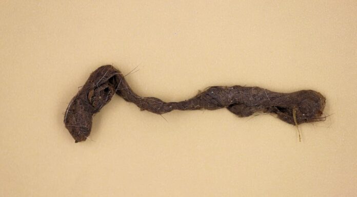 Palla di pelo (tricobezoario) del gatto domestico