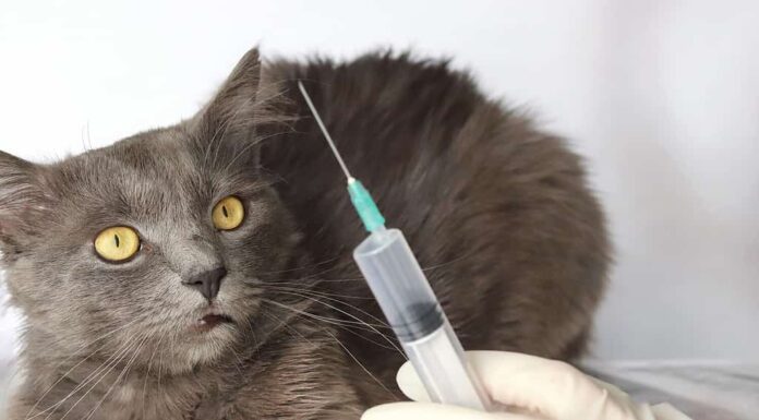 Un gatto grigio e soffice a pelo lungo Nebelung e una siringa sfocata in una mano in un guanto medico. Spazio di copia - il concetto di medicina veterinaria, salute degli animali, prevenzione, trattamento, iniezione, cura.
