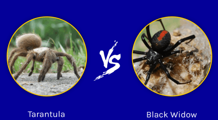 Tarantula contro Black Widow: chi vincerebbe in uno scontro?
