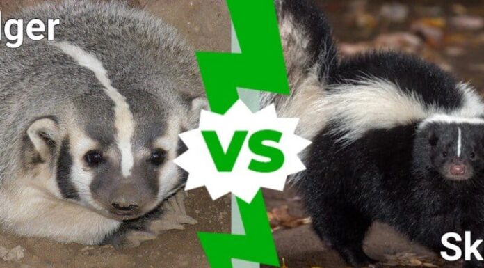 Tasso contro puzzola: come individuare le differenze e dove potresti incontrarli
