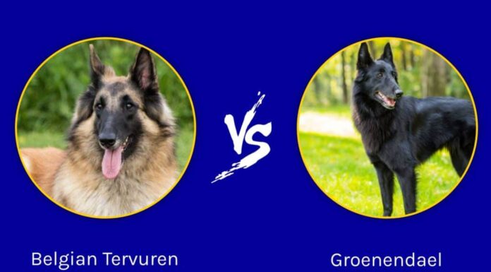 Tervuren belga contro Groenendael: quali sono le differenze?
