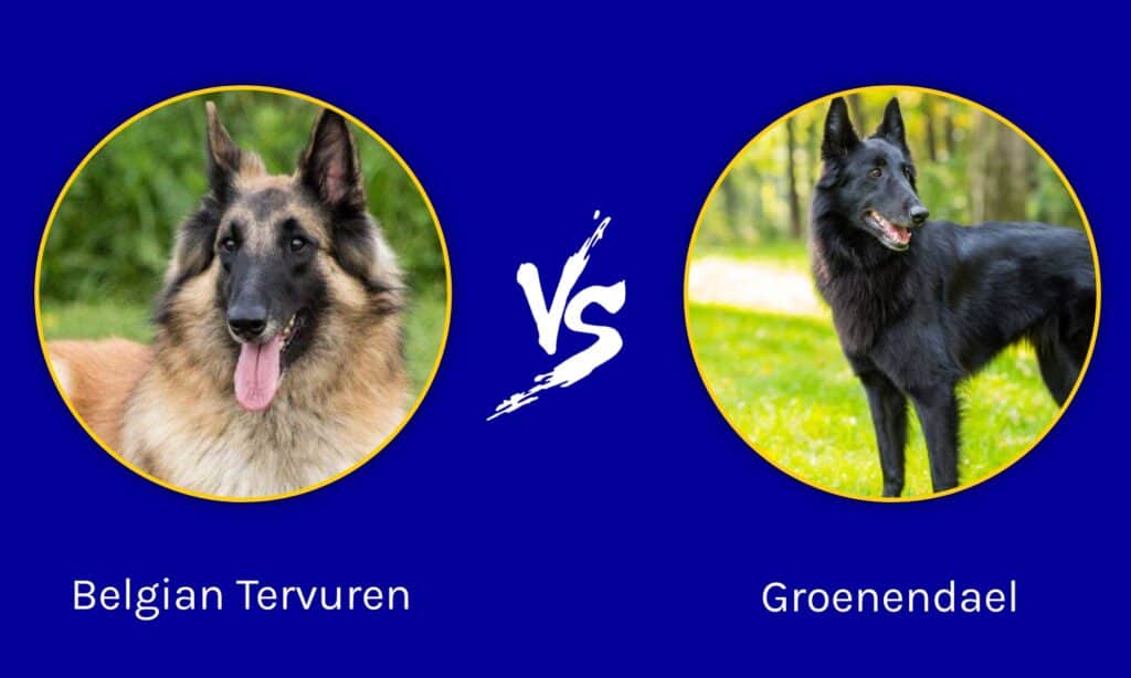 Tervuren belga contro Groenendael: quali sono le differenze?