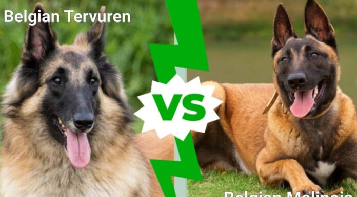 Tervuren belga contro Malinois belga