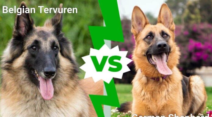 Tervuren belga contro pastore tedesco