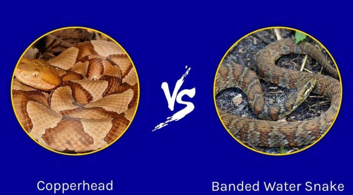 Serpente testa di rame contro serpente d'acqua fasciato