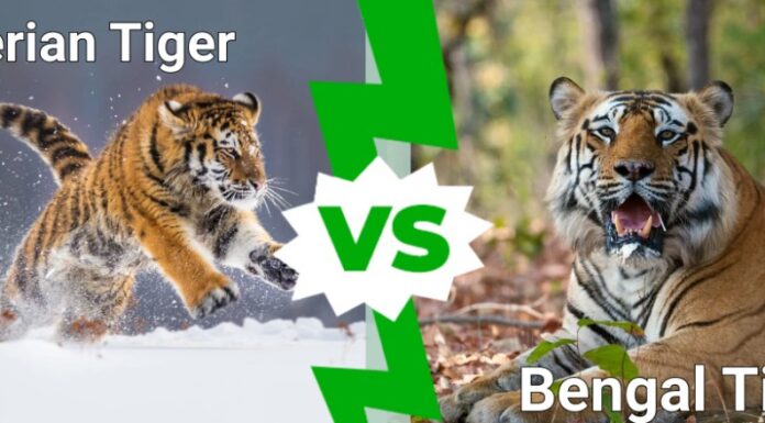 tigre siberiana contro tigre del bengala