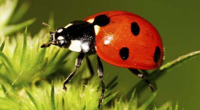 Coccinella caucasica rossa a sette macchie con macchie nere e bianche sulle elitre, zampe lunghe, antenne sollevate sulle zampe in infiorescenza verde