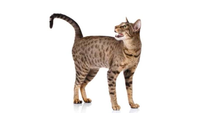 ocicat maschio in piedi su sfondo bianco