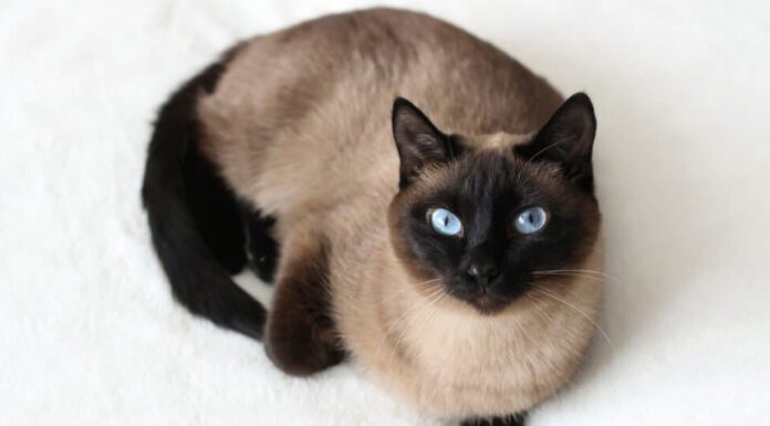 Gatti siamesi - Gatto siamese classico