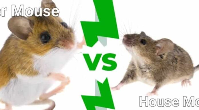 Topo cervo e topo domestico: qual è la differenza?
