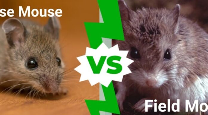 Topo di campagna contro topo domestico: ecco le principali differenze
