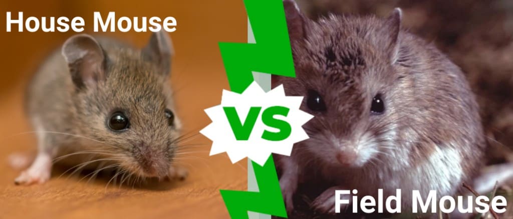 Topo di campagna contro topo domestico: ecco le principali differenze