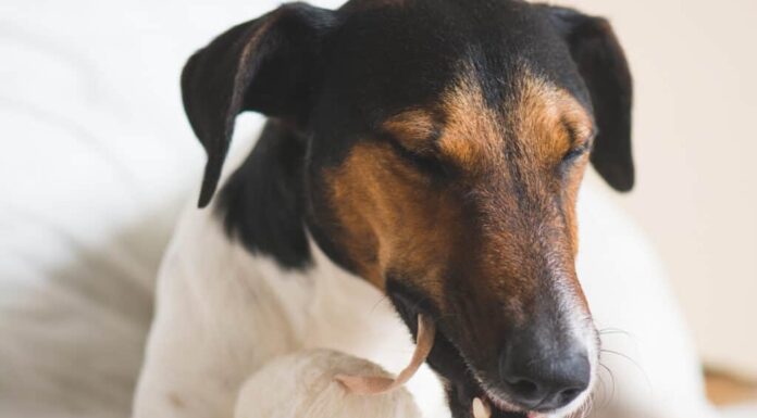 Toy Fox Terrier e Rat Terrier: quali sono le differenze?
