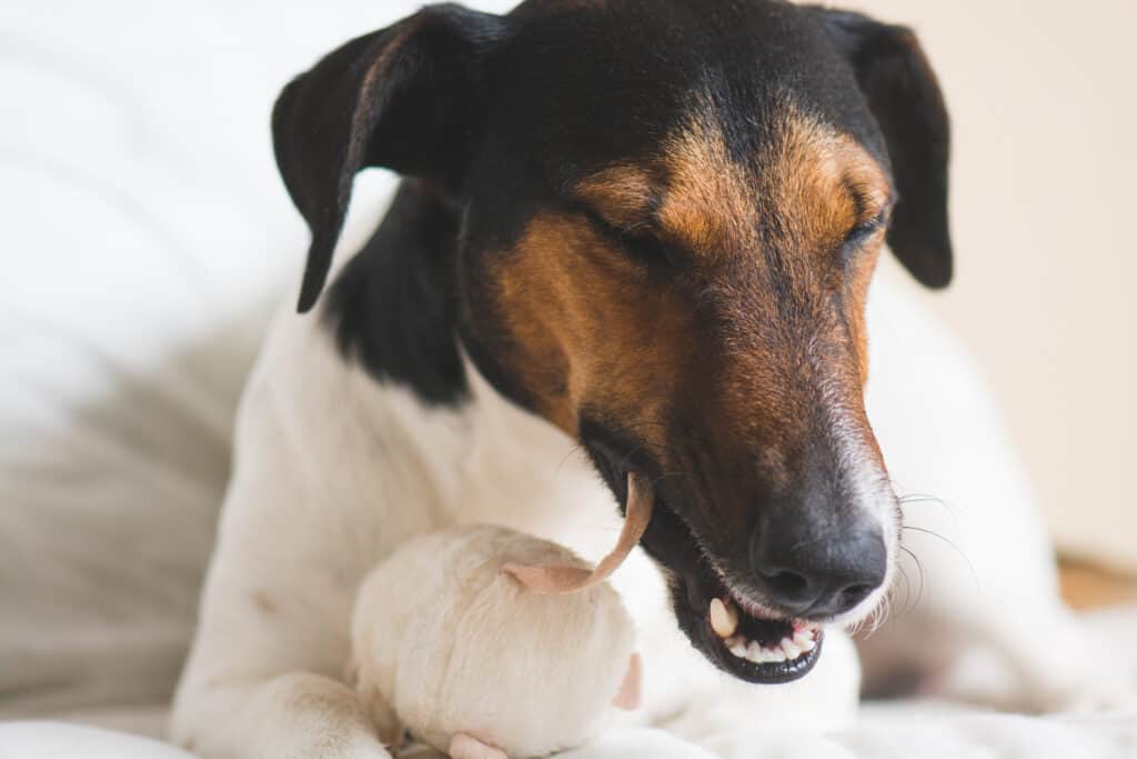 Toy Fox Terrier e Rat Terrier: quali sono le differenze?