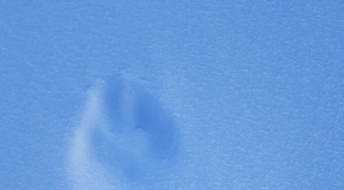 Traccia di lupo artico