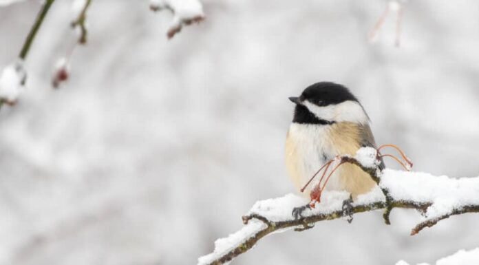 Una cincia dal cappuccio nero è seduta su un ramo innevato