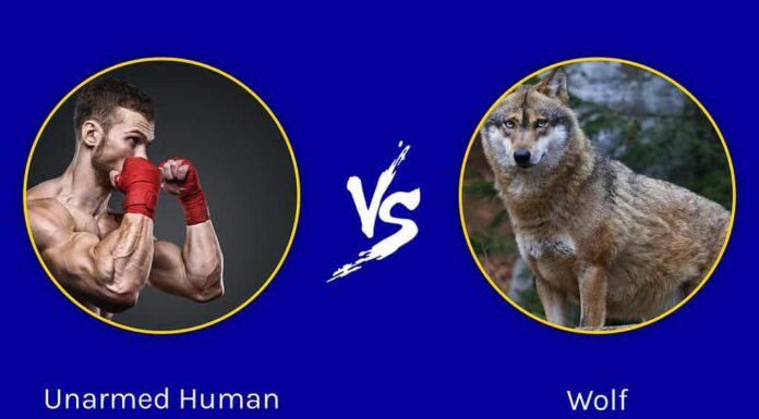Un essere umano disarmato potrebbe sconfiggere un lupo?
