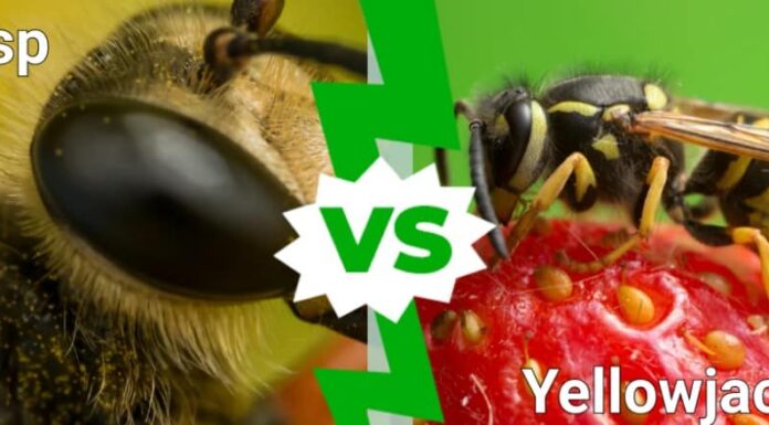 Vespa contro vespa gialla