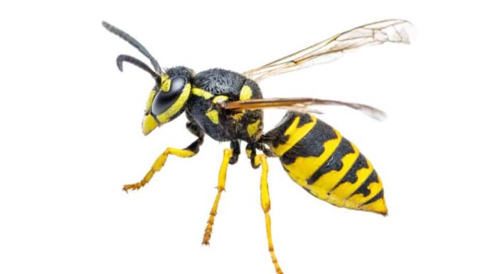 Vespa gialla contro vespa di carta - Vespa gialla isolata